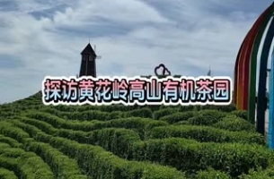 探访黄花岭高山有机茶园