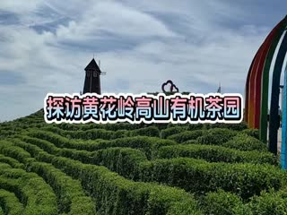 探访黄花岭高山有机茶园