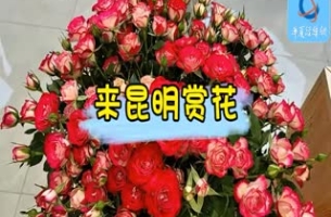 来昆明赏花