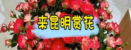 来昆明赏花