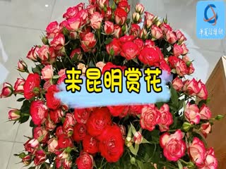 来昆明赏花